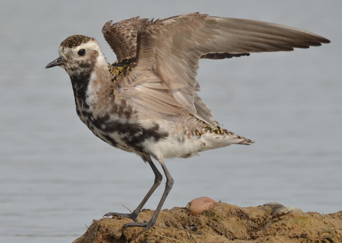 American Golden Plover