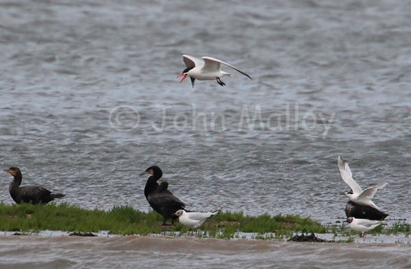 Caspian Tern