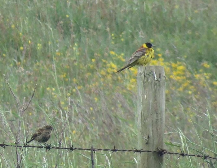 Black-headed Bunting