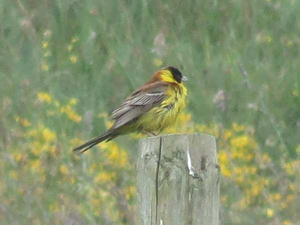 Black-headed Bunting