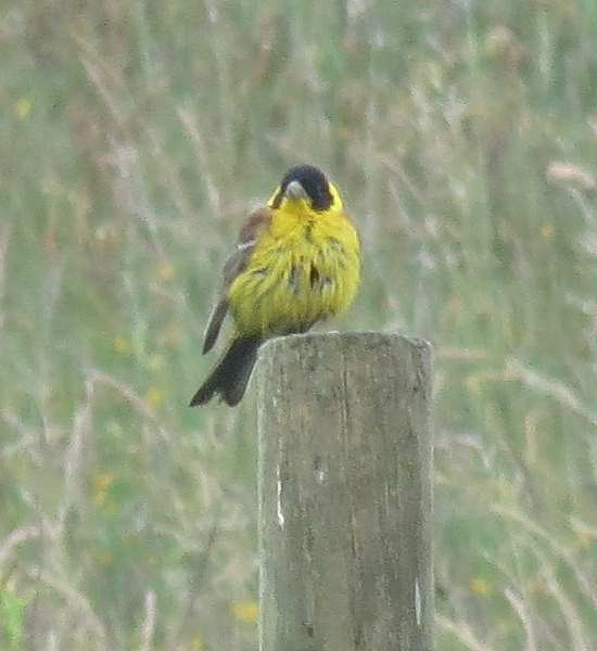 Black-headed Bunting