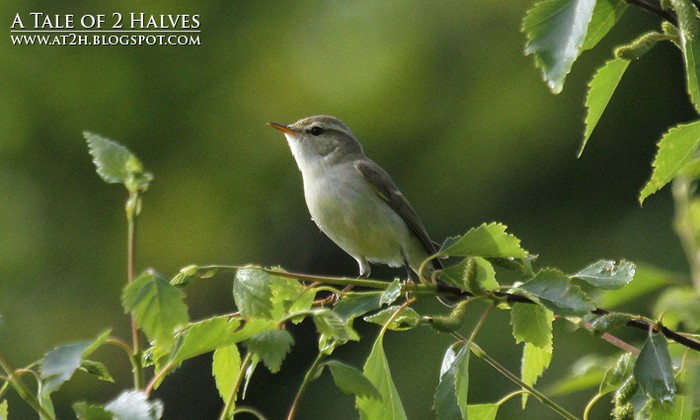 Greenish Warbler
