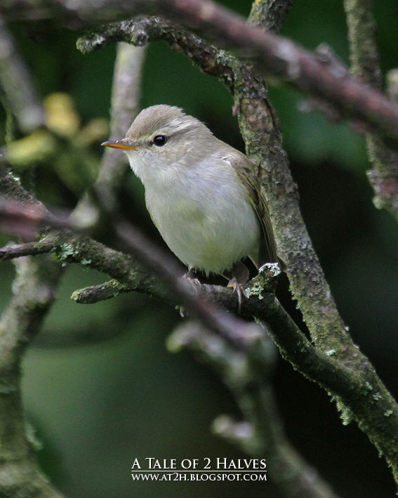 Greenish Warbler
