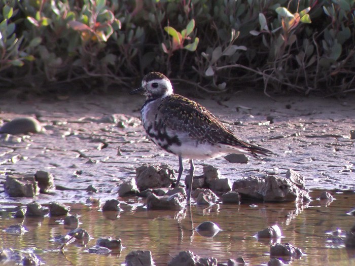 American Golden Plover
