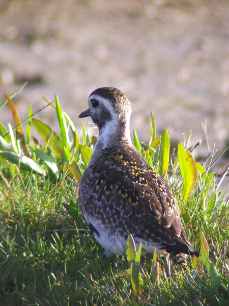 American Golden Plover