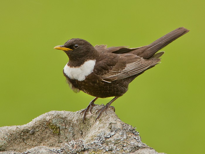 Ring Ouzel