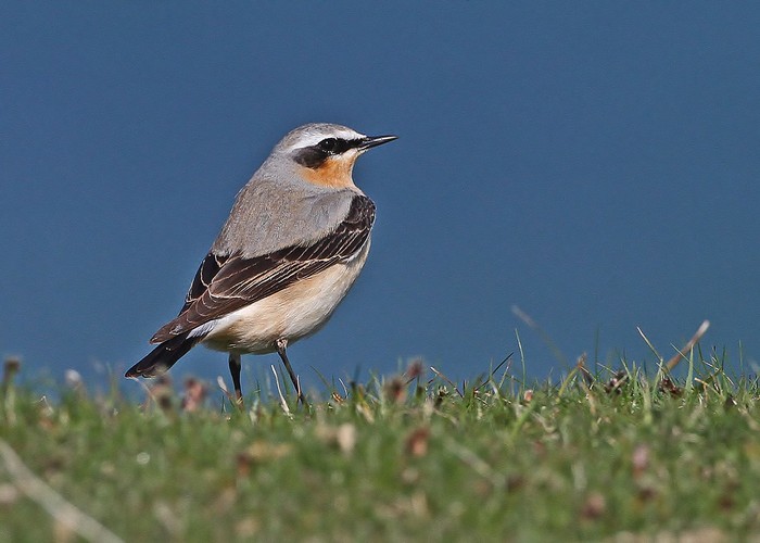 Wheatear