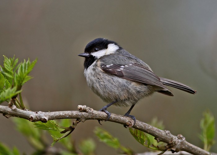 Coal Tit
