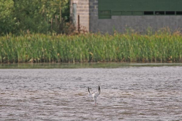 Caspian Tern