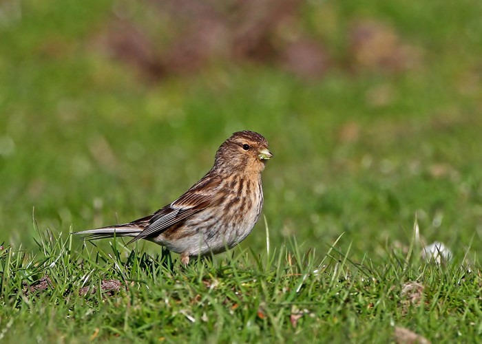 Twite