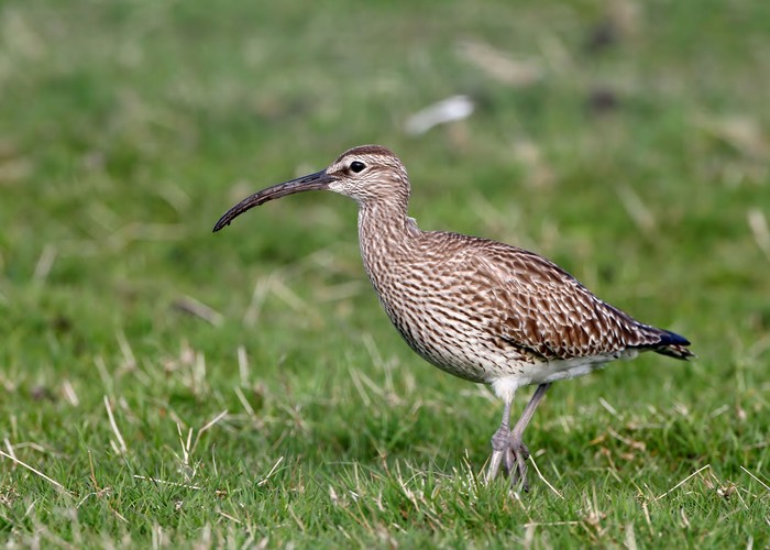 Whimbrel