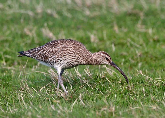 Whimbrel