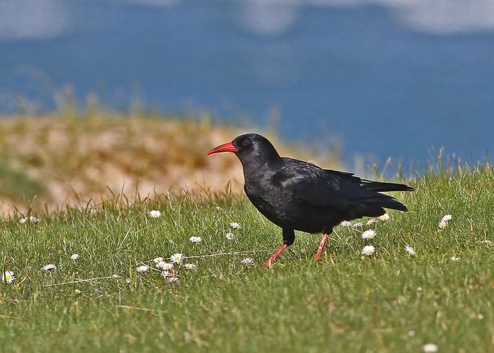 Chough