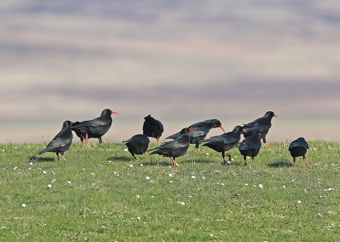 Chough