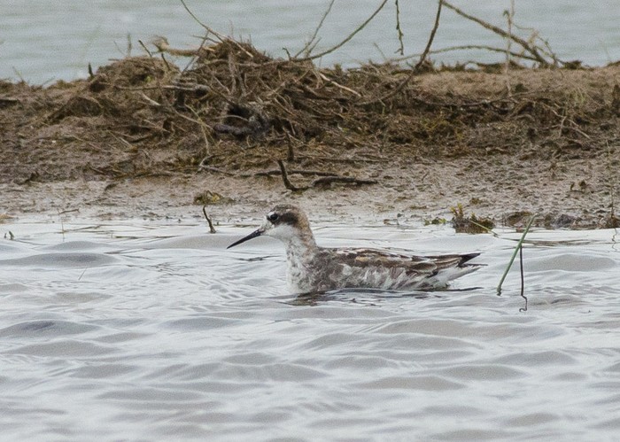 Red-necked Phalarope