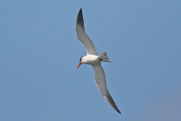 Caspian Tern