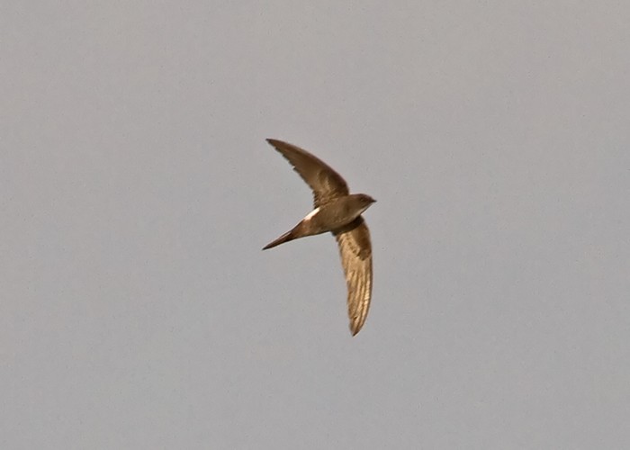 Pacific Swift
