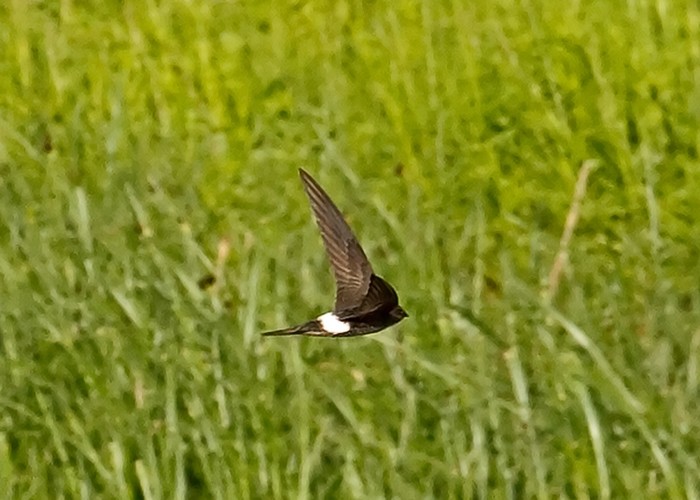 Pacific Swift