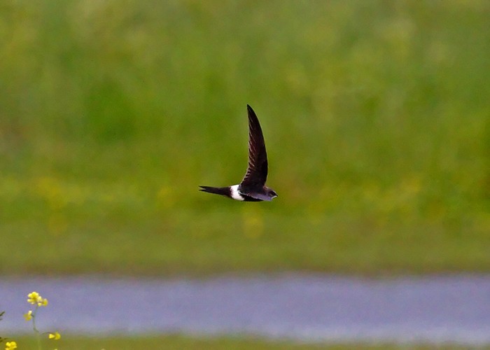 Pacific Swift