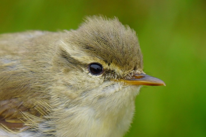Greenish Warbler