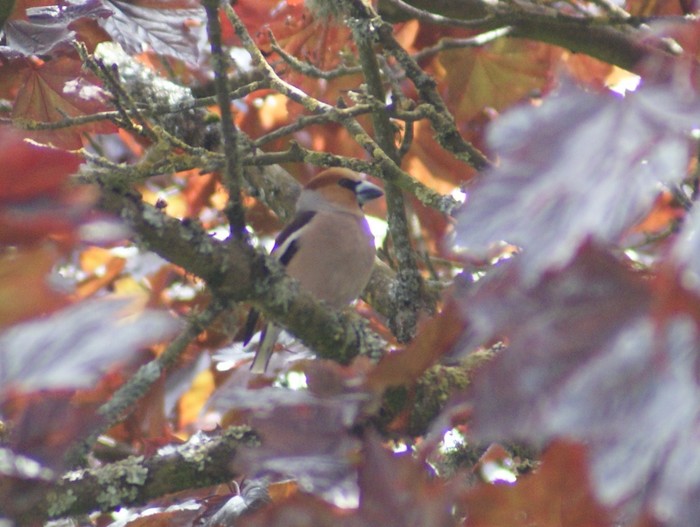 Hawfinch
