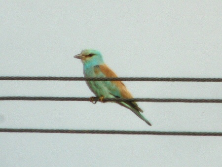 Roller