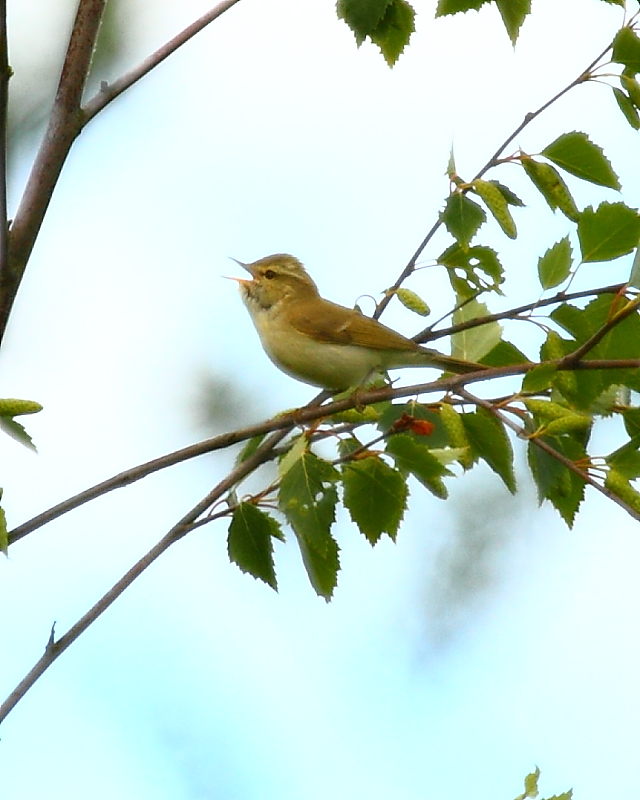 Greenish Warbler