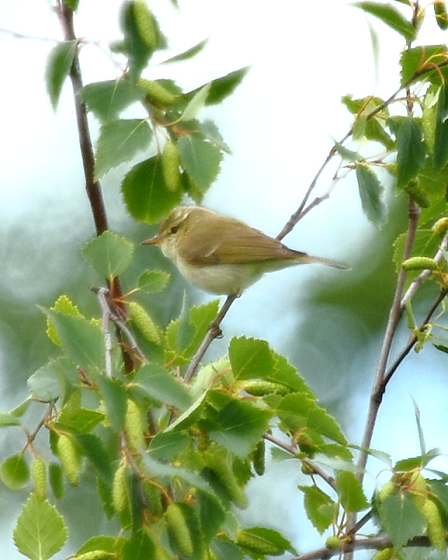 Greenish Warbler