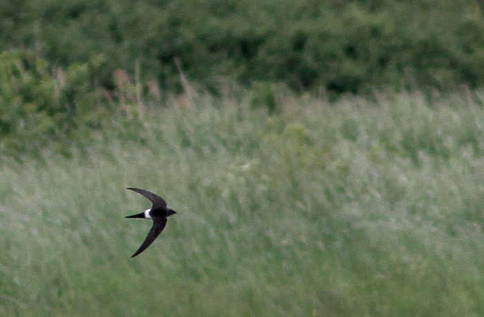 Pacific Swift