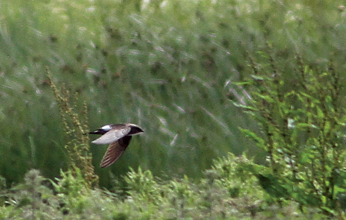 Pacific Swift