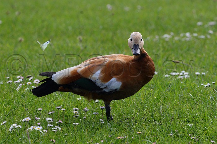 Ruddy Shelduck