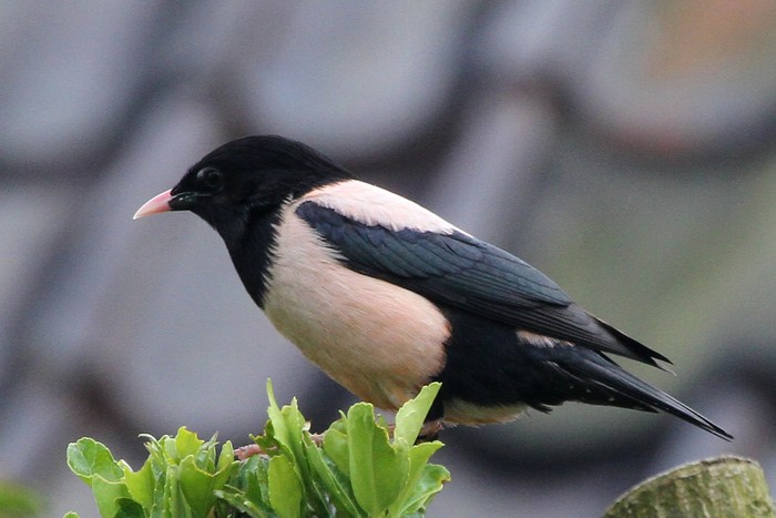 Rose-coloured Starling