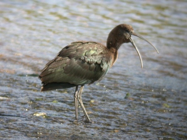 Glossy Ibis