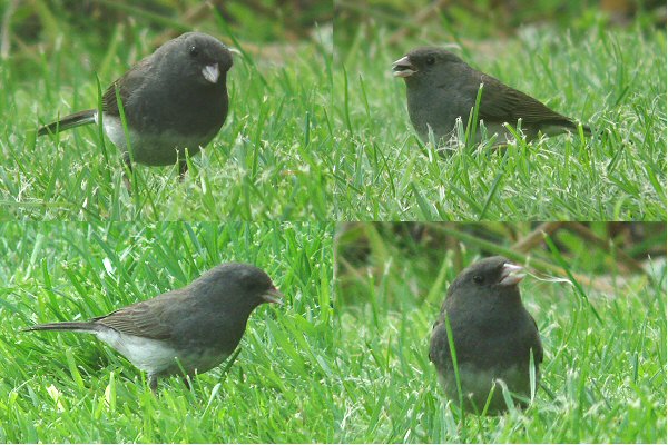 Dark-eyed Junco