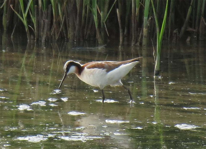 Wilson's Phalarope
