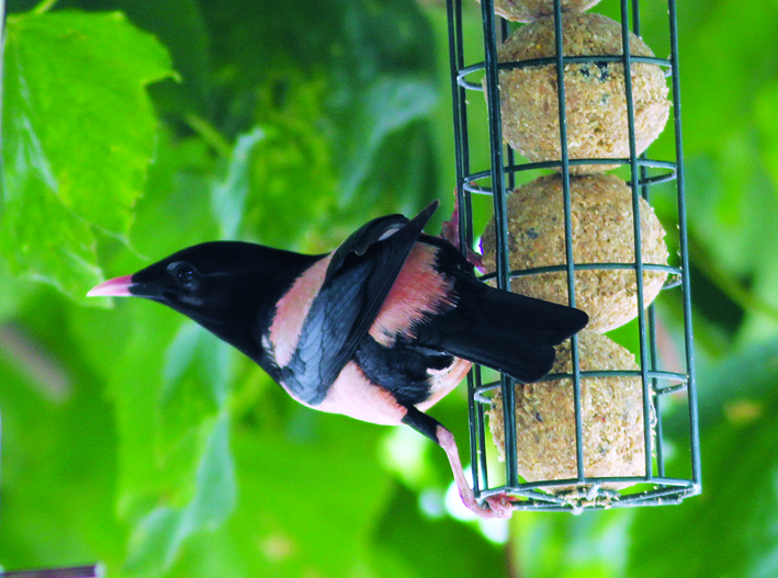 Rose-coloured Starling