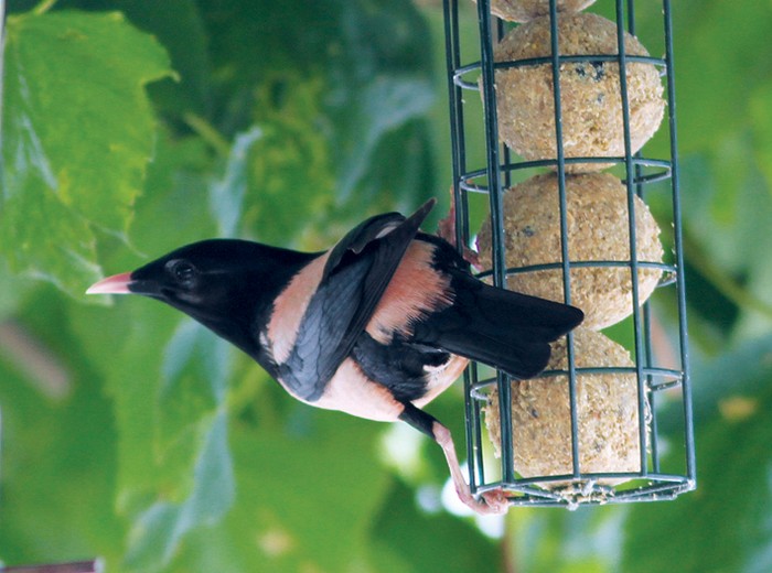 Rose-coloured Starling