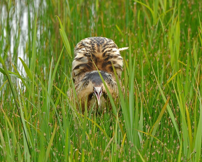 Bittern