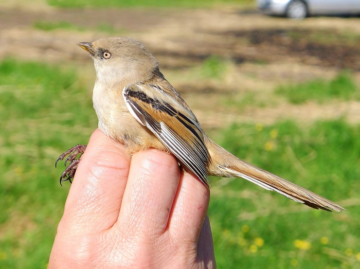 Bearded Tit