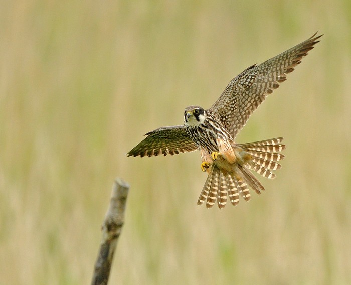 Hobby