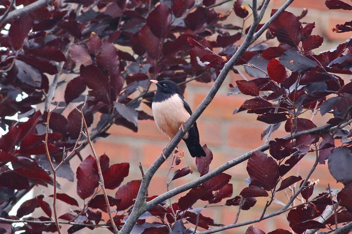 Rose-coloured Starling