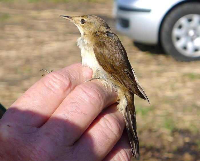 Reed Warbler
