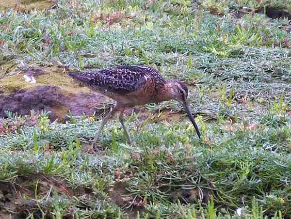Long-billed Dowitcher