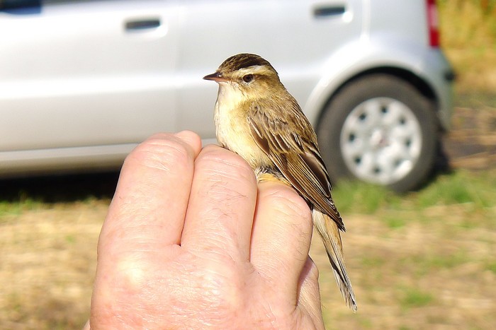 Sedge Warbler
