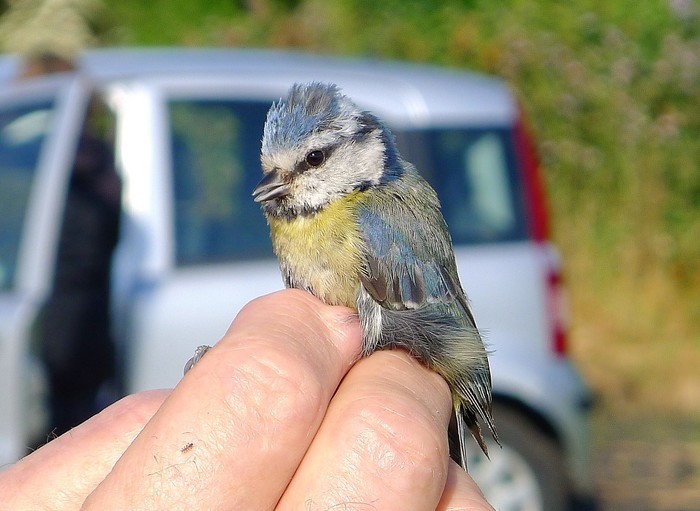 Blue Tit