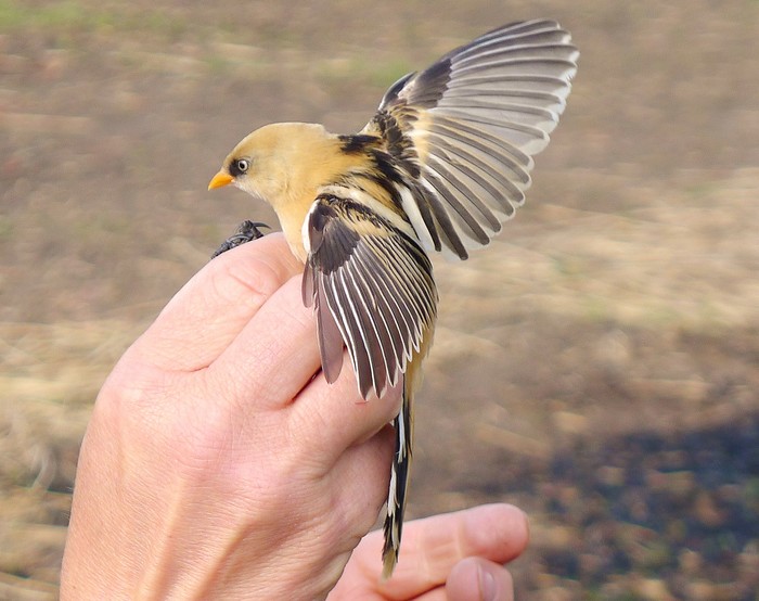 Bearded Tit