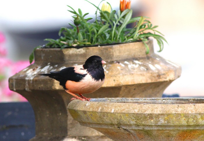 Rose-coloured Starling