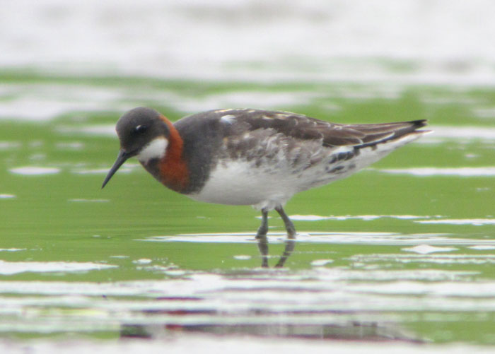 Red-necked Phalarope