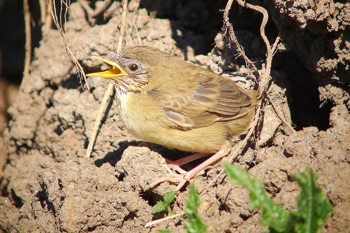 Grasshopper Warbler