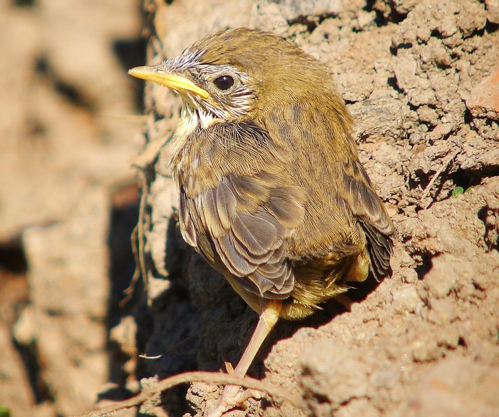 Grasshopper Warbler
